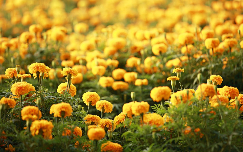 Hình nền hoa cúc vàng