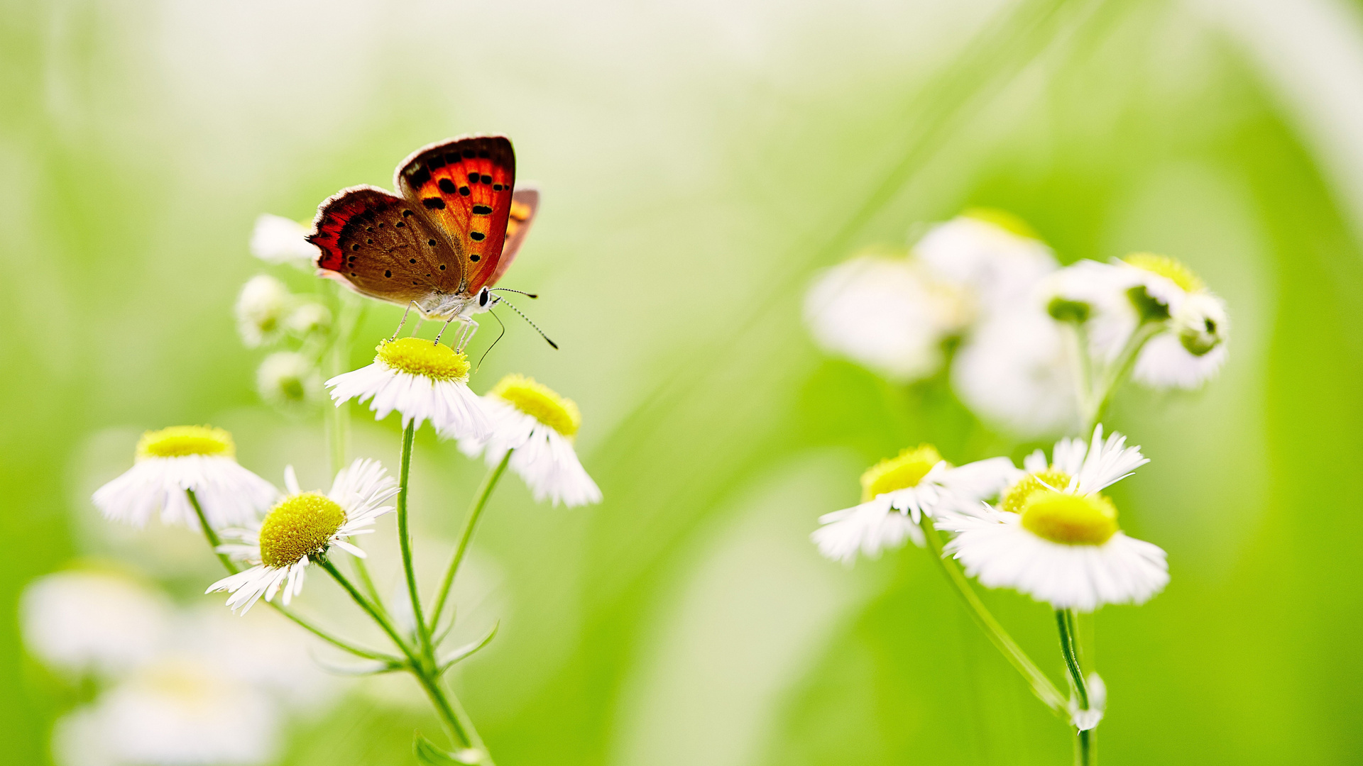 Ảnh chú bướm đậu trên bông hoa màu trắng
