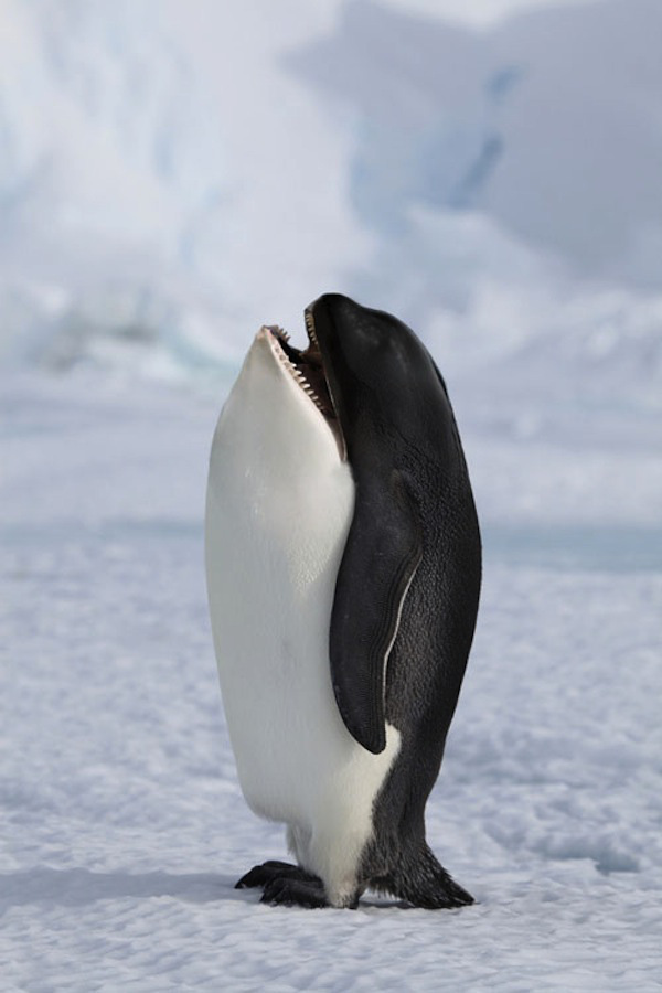 Ảnh chế ghép chim cánh cụt và cá heo cực đáng yêu