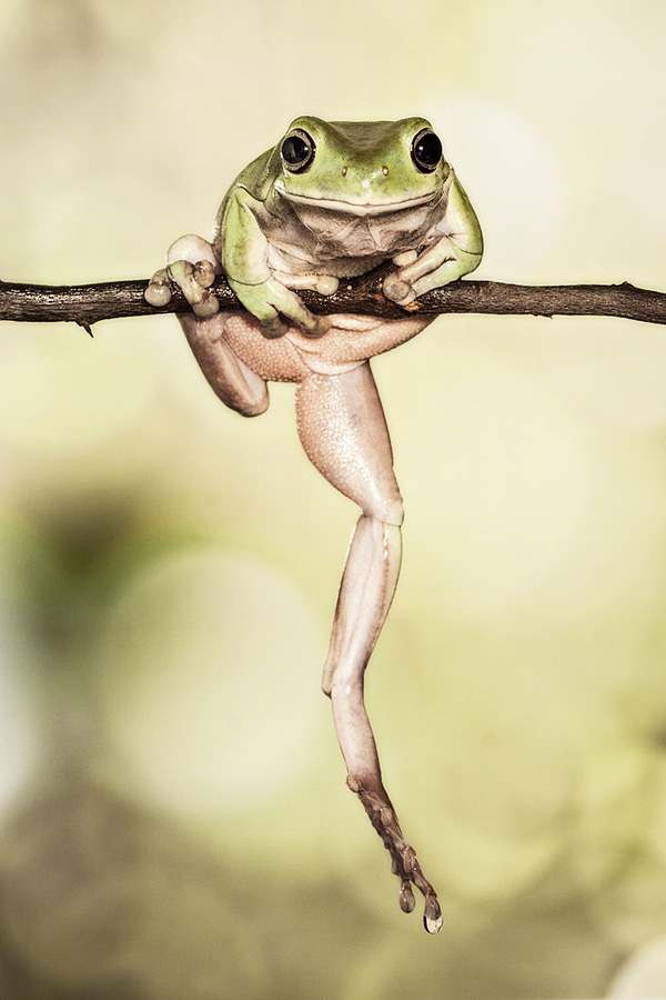 Ảnh ếch đang leo cây