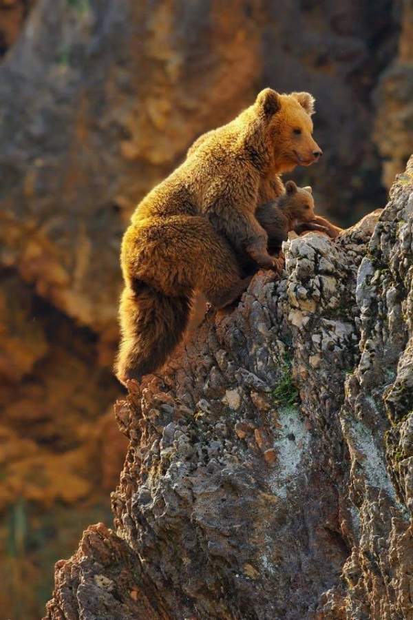 Ảnh gấu nâu đang leo núi cùng gấu con dễ thương
