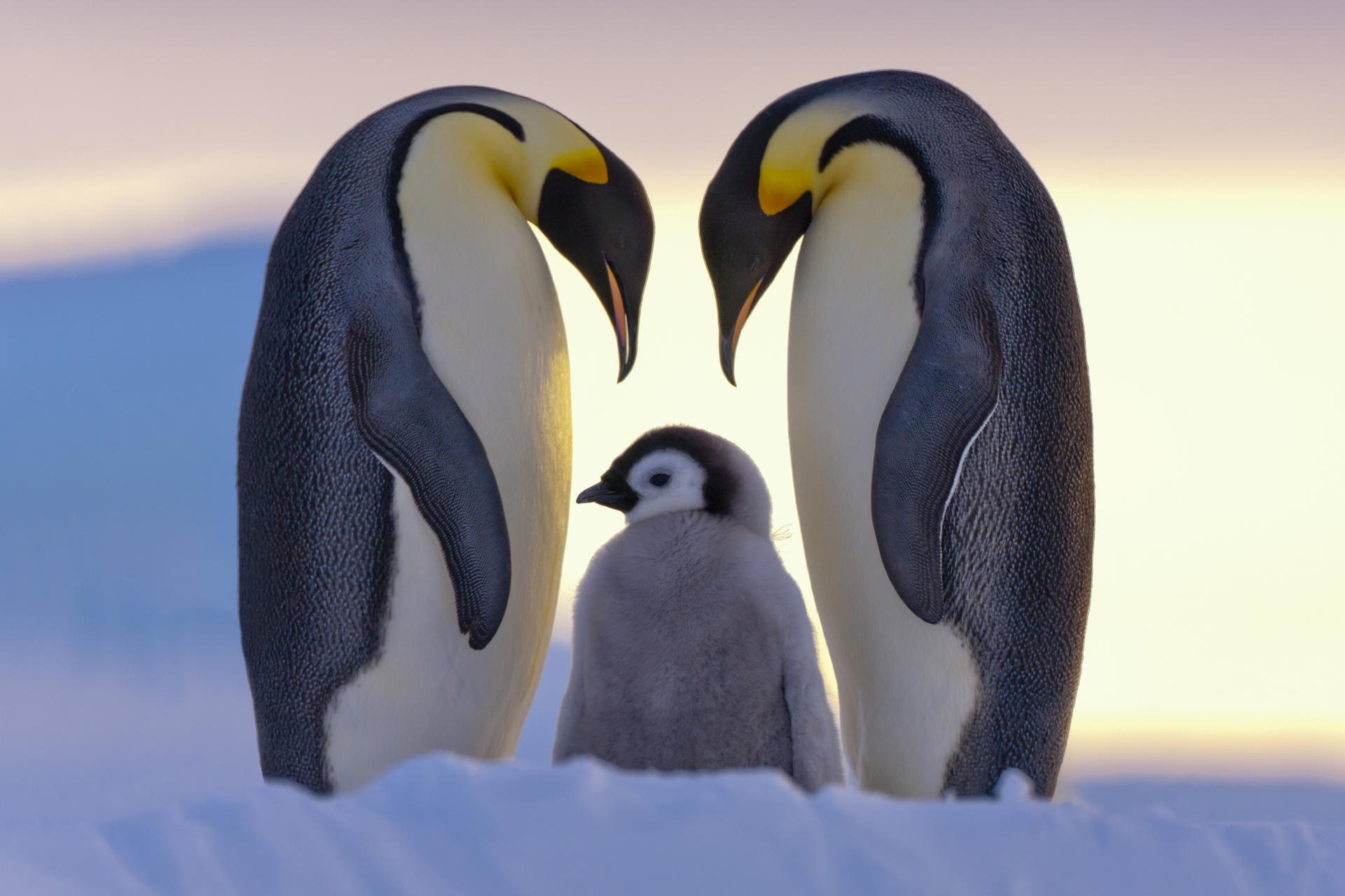 Ảnh gia đình cánh cụt dễ thương