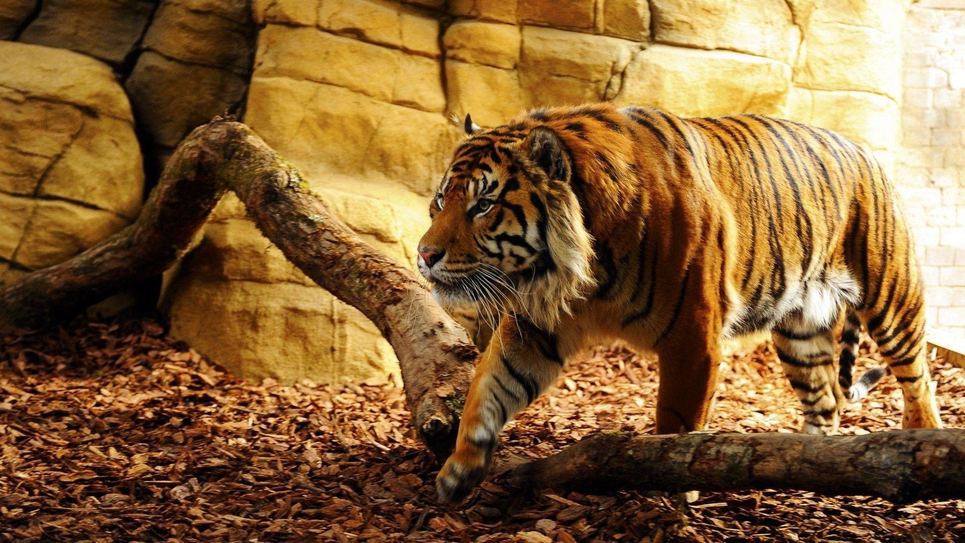 Ảnh động vật hoang dã con hổ to lớn