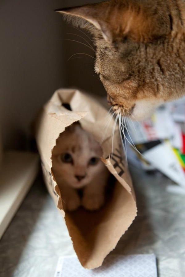 Ảnh mèo con trốn trong túi giấy tái chế