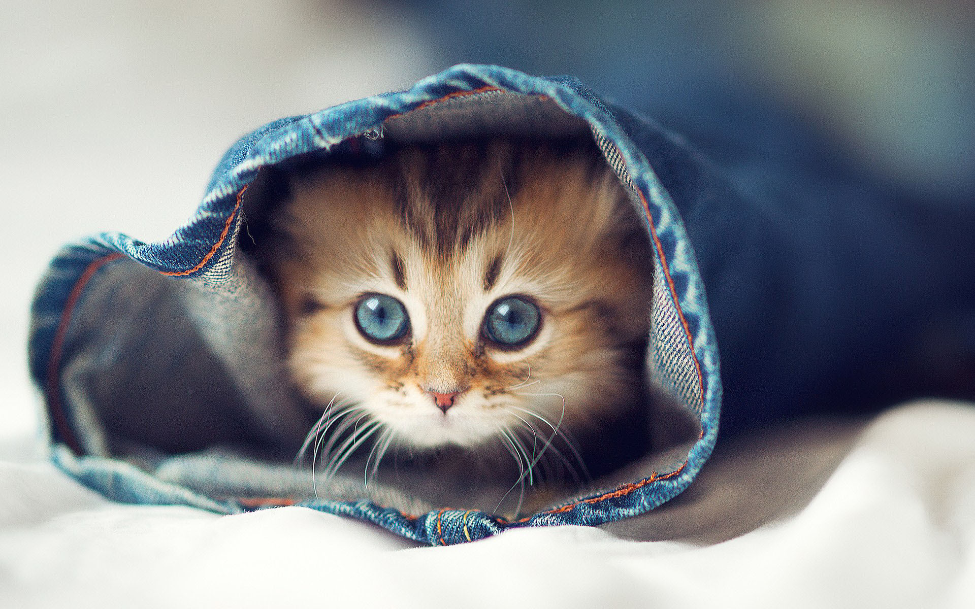 Hình chú mèo quen trốn trong quần áo