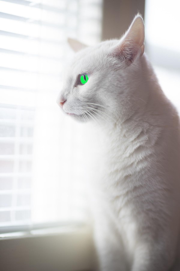 Ảnh chú mèo trắng mắt xanh nhìn ra cửa sổ