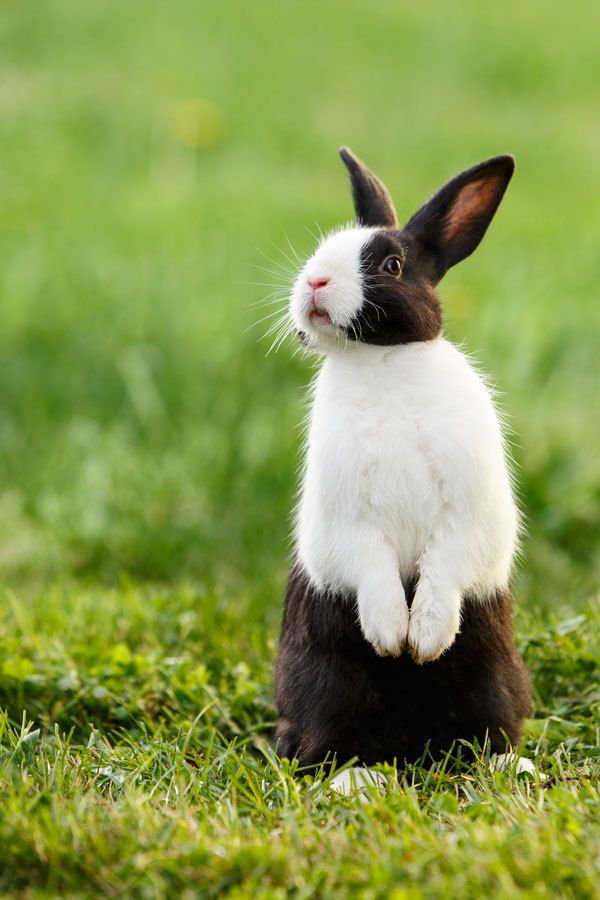 Ảnh chú thỏ màu nâu trắng đang đứng bằng hai chân