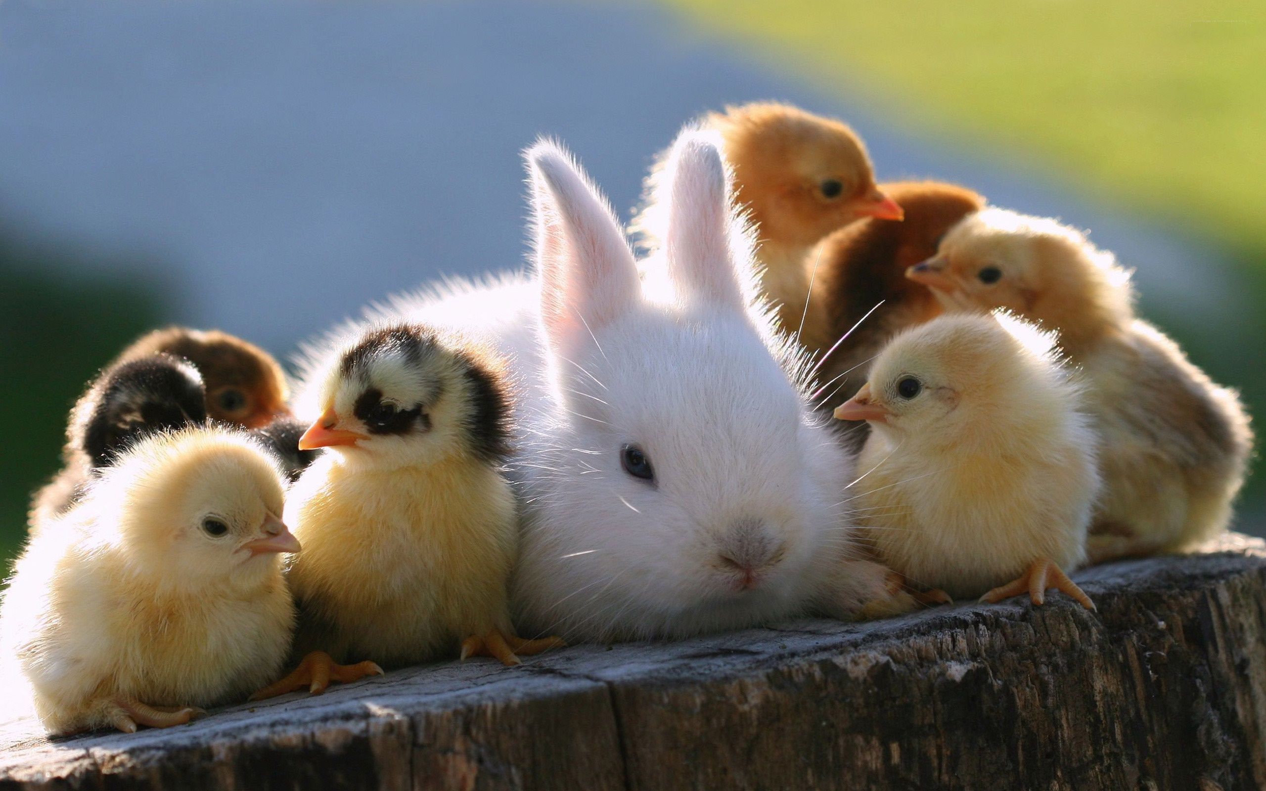 Ảnh chú thỏ cùng những chú gà con cực đáng yêu