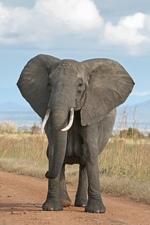 Ảnh động vật dễ thương chú voi khổng lồ