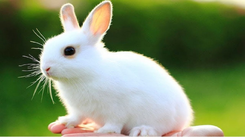 Ảnh chú thỏ đáng yêu