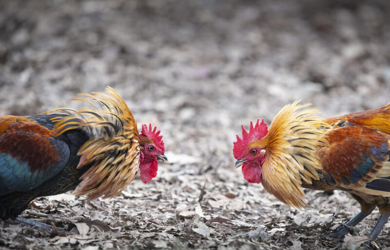 Hình 2 con gà chọi đang đá nhau
