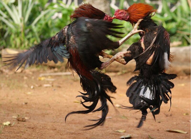 Hình ảnh 2 con gà chọi đang đá nhau