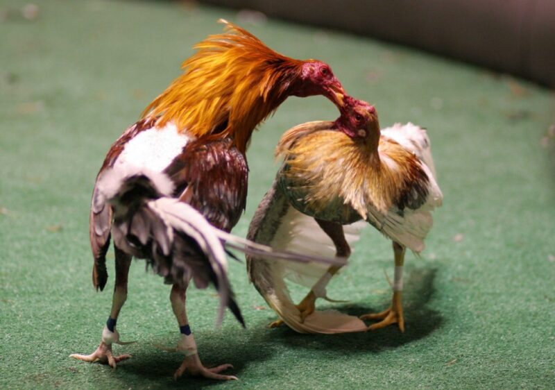 Hình ảnh 2 con gà chọi đang cắn nhau đành chiến thắng