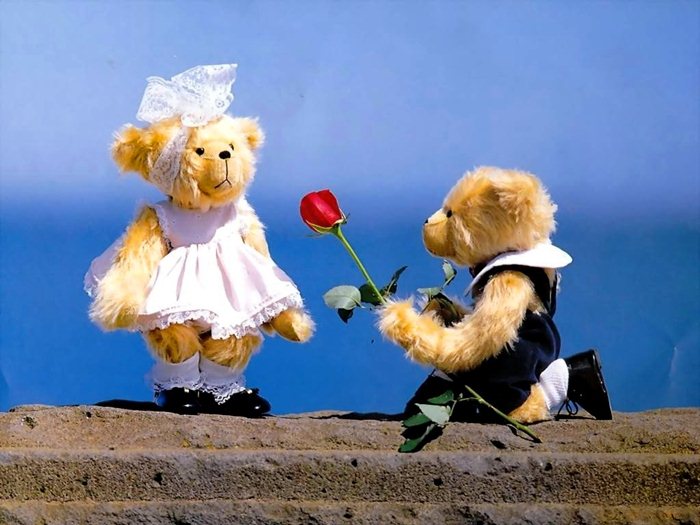 Ảnh gấu bông cầu hôn cực lãng mạn