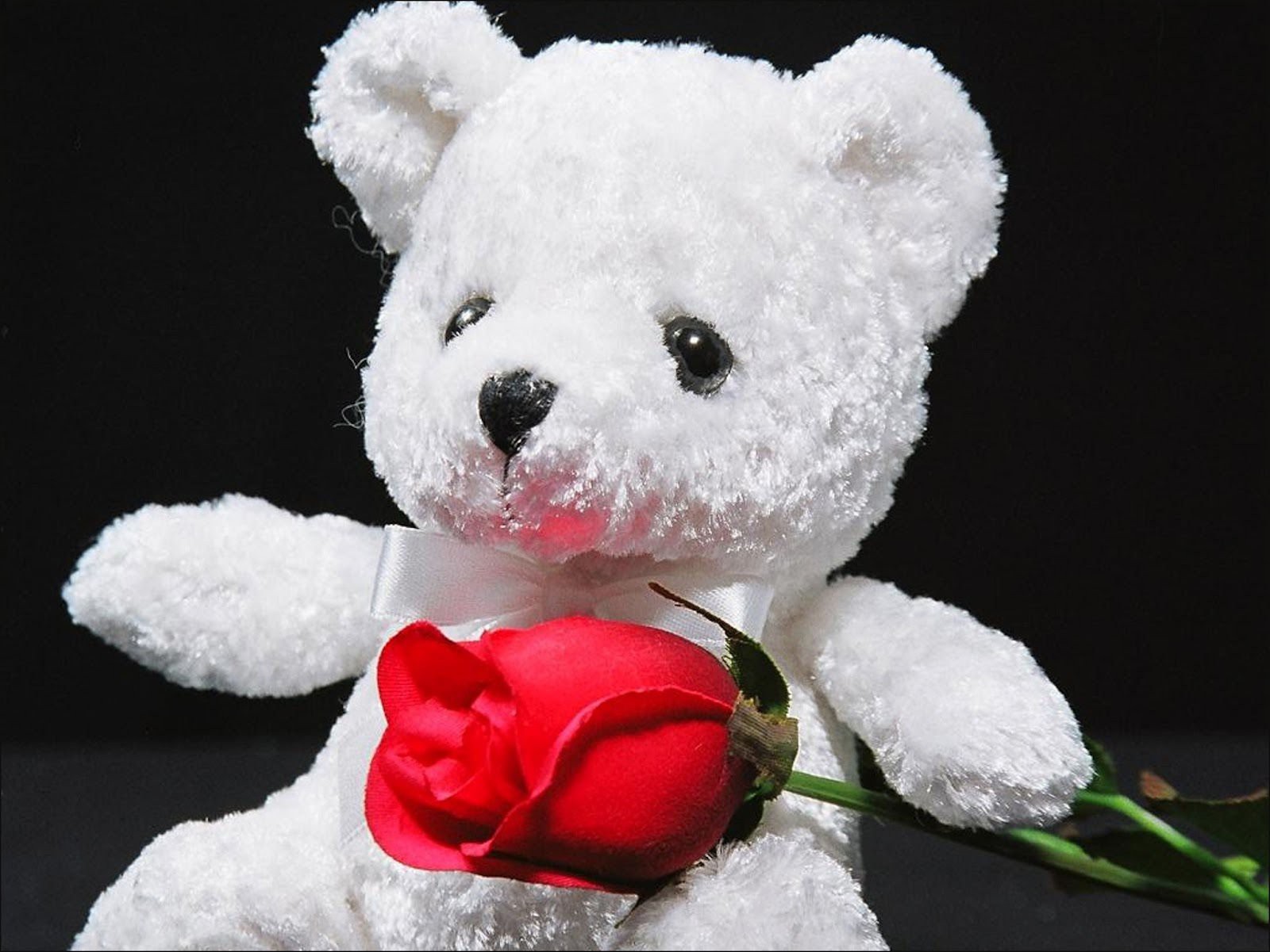 Avatar gấu bông trắng và hoa hồng đỏ đẹp nhất