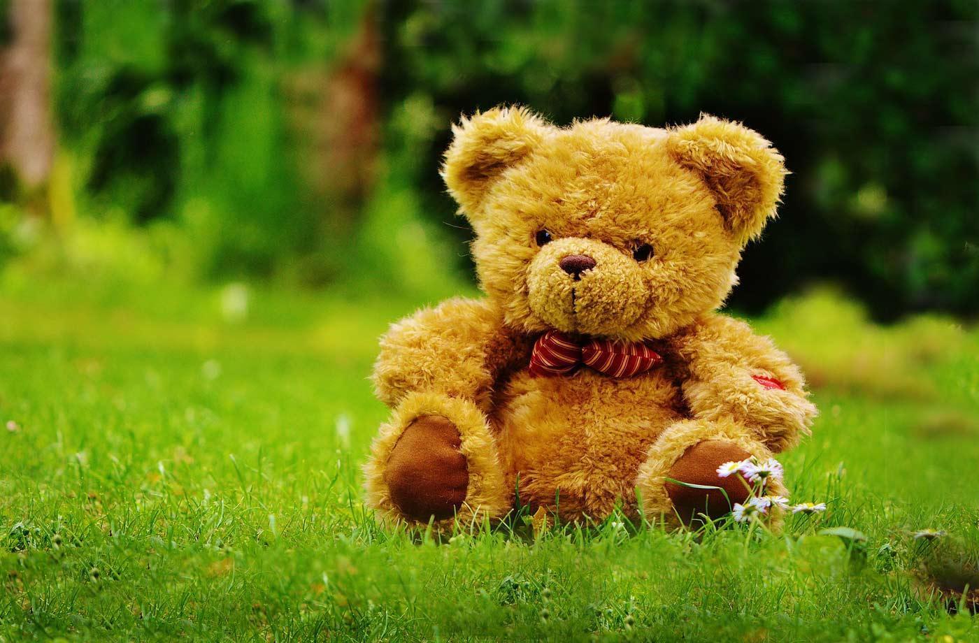 Ảnh gấu bông ngồi một mình trên bãi cỏ