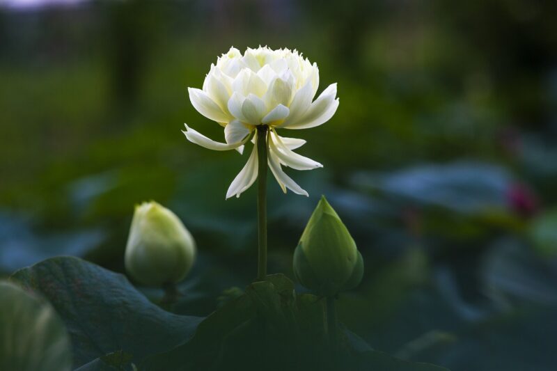 Hoa sen trắng mang ý nghĩa buồn