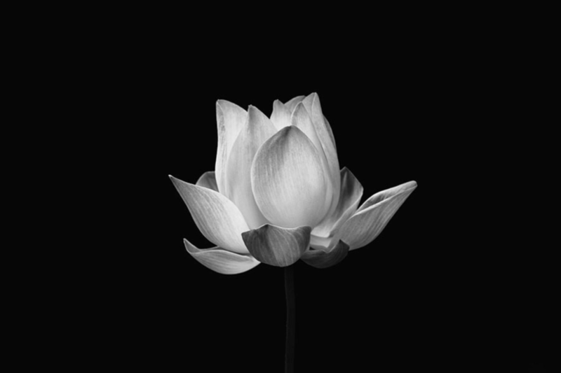 Hoa sen trắng nền đen mang ý nghĩa đau thương