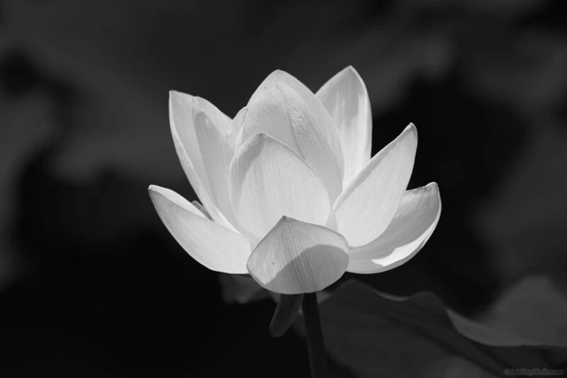 Hình hoa sen White rất đẹp, đem chân thành và ý nghĩa buồn