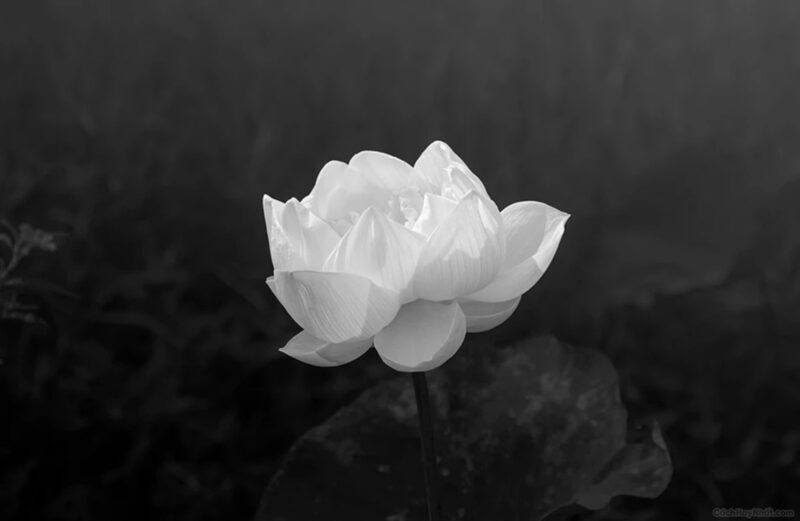 Hình hoa sen trắng đẹp, mang ý nghĩa buồn