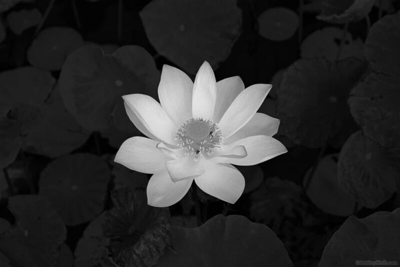 Hình hoa sen trắng đen mang ý nghĩa đau buồn 