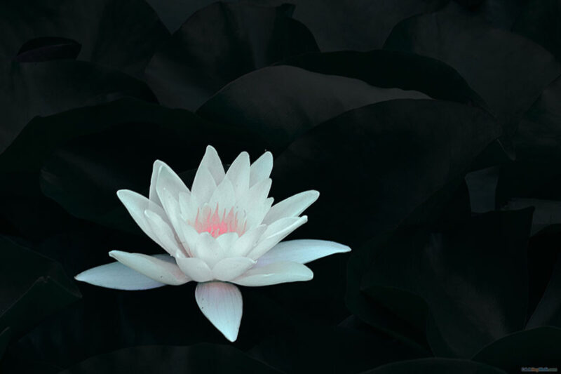 Hoa sen trắng nhụy hồng mang ý nghĩa chia buồn