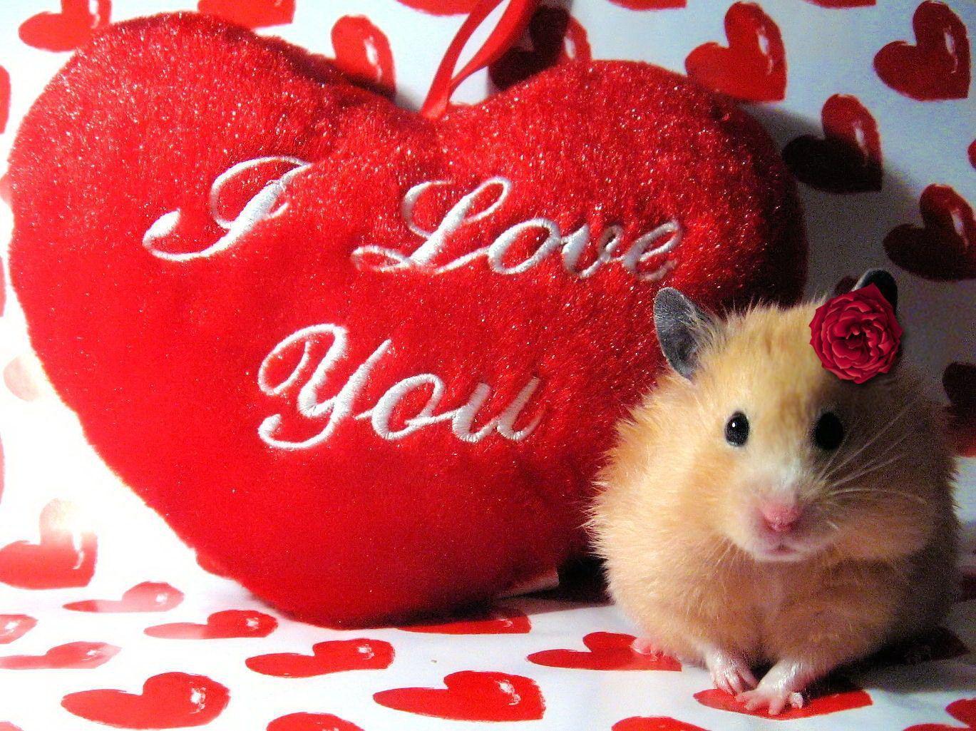 Hình chữ I love you và chú chuột hamster