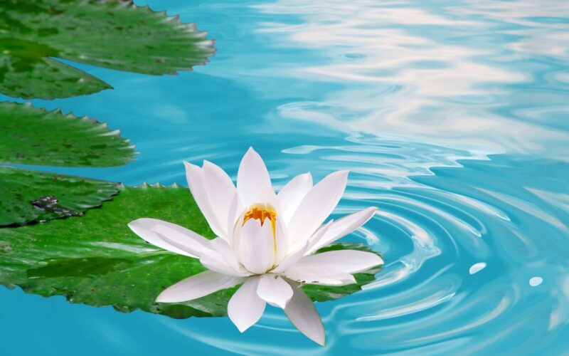 Hình hoa sen trắng dưới nước xanh