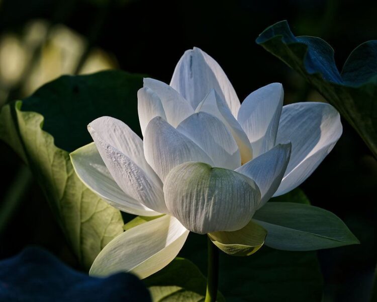 Hình nền hoa sen trắng xinh đẹp tuyệt trần
