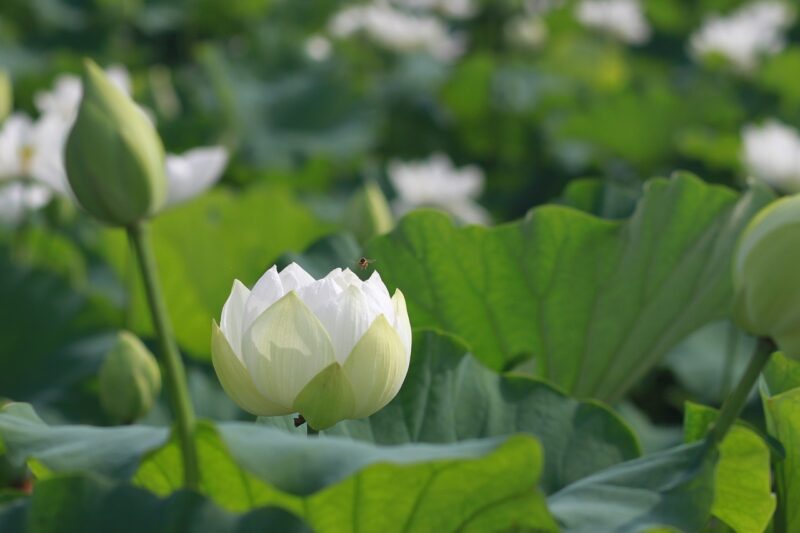 Hoa sen trắng tinh khiết đjep tuyệt trần