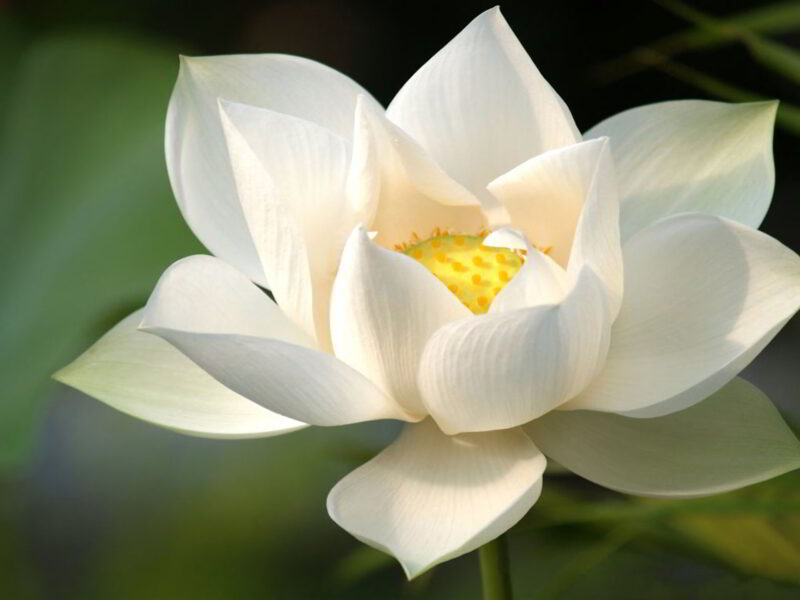 Hình hoa sen trắng nở rộ xinh đẹp