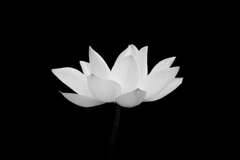 Avata hoa sen White nền đen sạm nhức buồn, ý nghĩa