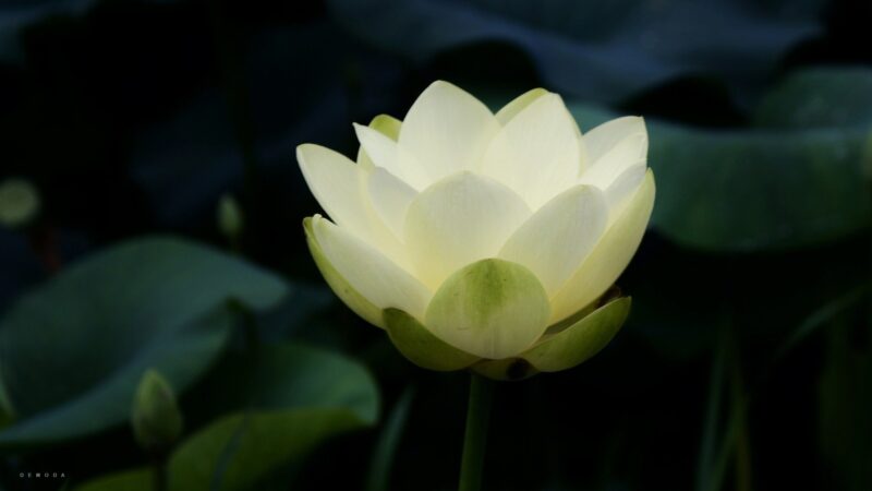 Hình nền hoa sen White đen sạm siêu đẹp