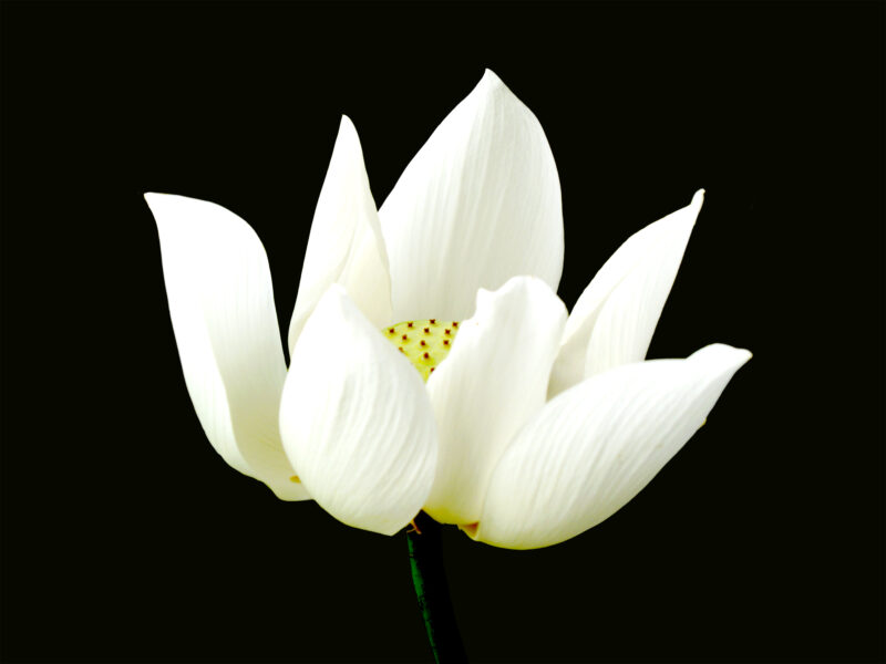 Hoa sen trắng nhụy vàng đẹp