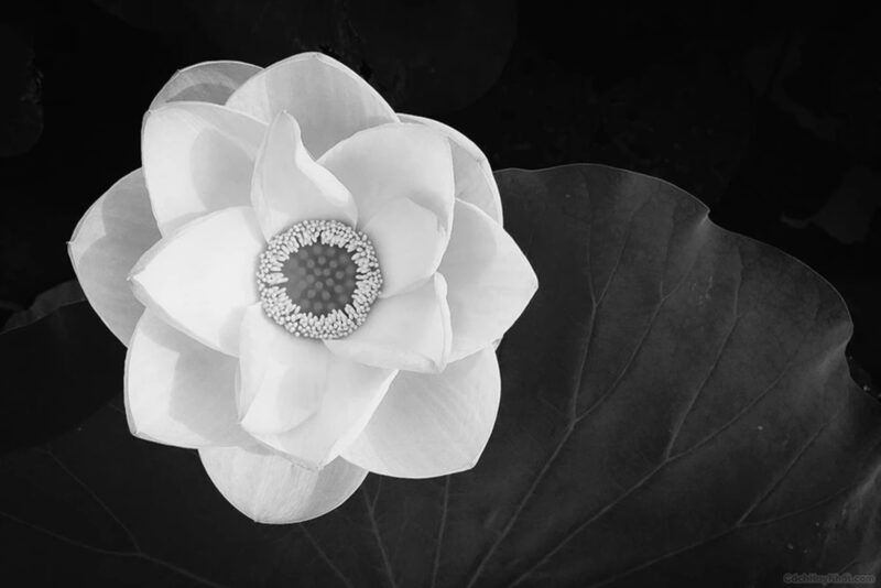Hoa sen trắng phối đen avatar phân tách buồn