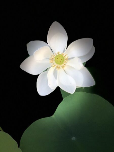 Hoa sen White nhụy vàng ý nghĩa