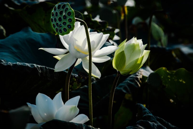 Hình hoa sen White xanh rờn rất đẹp đem chân thành và ý nghĩa buồn
