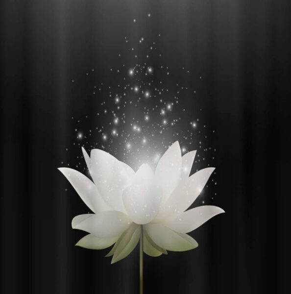 Hình ảnh hoa sen trắng lấp lánh nền đen thể hiện sự chia buồn mất mát