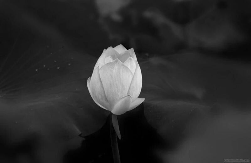 Hình hoa sen White nền đen sạm thể hiện nay sự nhức thương rơi rụng mát