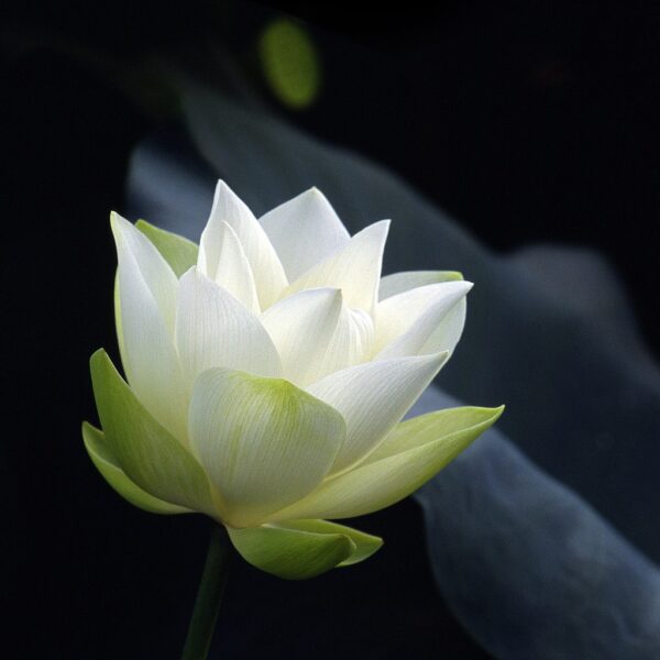 Hoa sen White lá xanh rờn đẹp