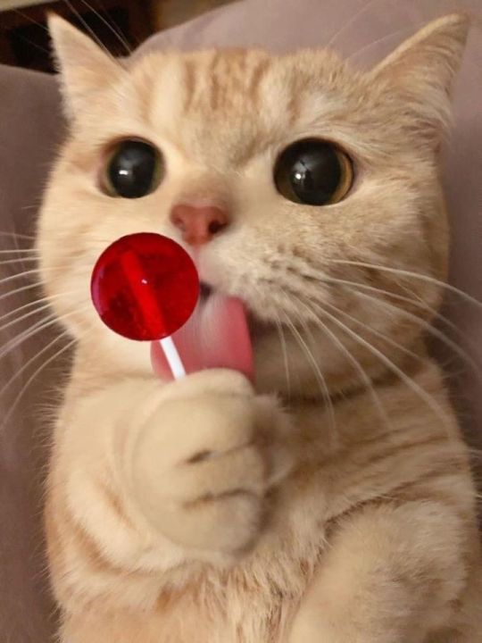 Bé mèo ăn kẹo mút