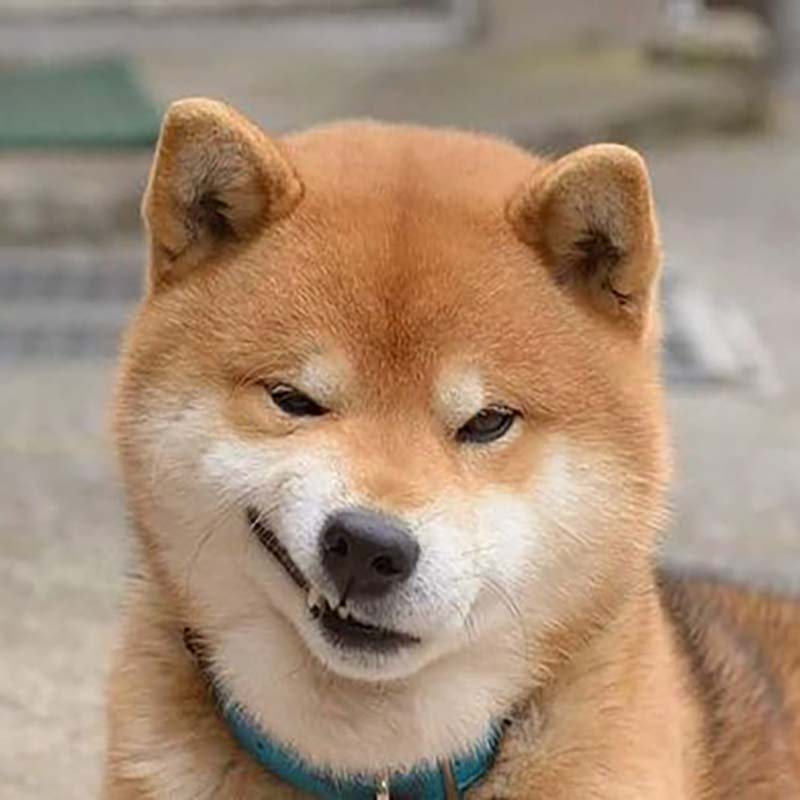 Hình ảnh Chó shiba khinh bỉ meme