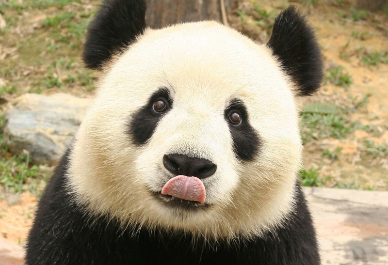 Hình ảnh gấu trúc 3D panda đang nhìn bạn