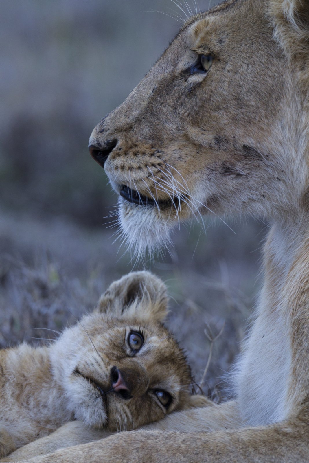 Hình mẹ con sư tử