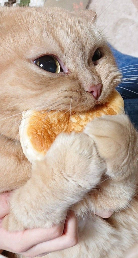 Hình mèo bựa cầm ăn bánh