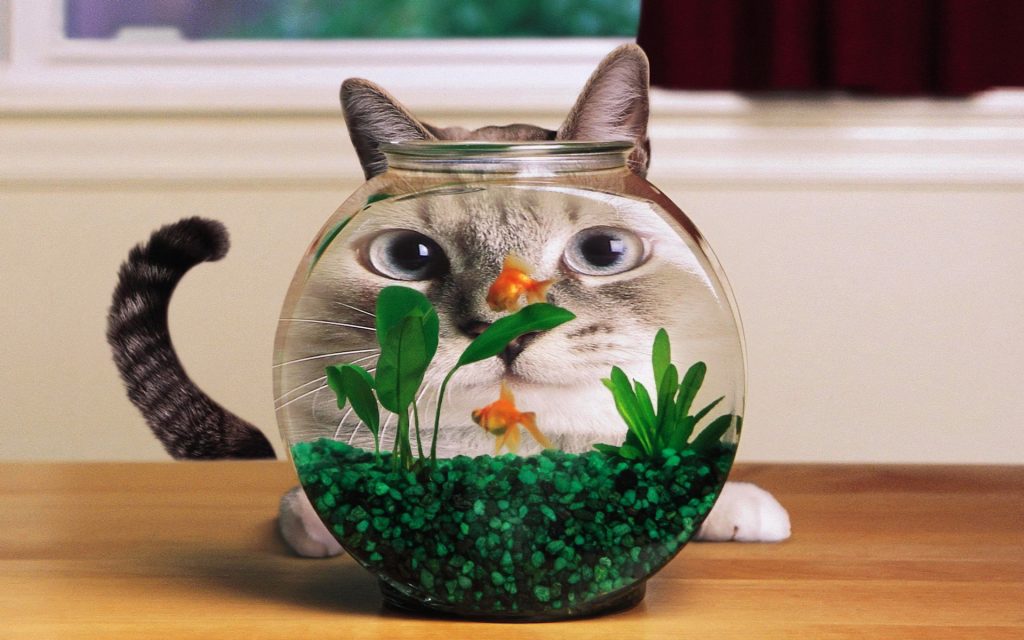 Mèo làm trò buồn cười với chậu cá