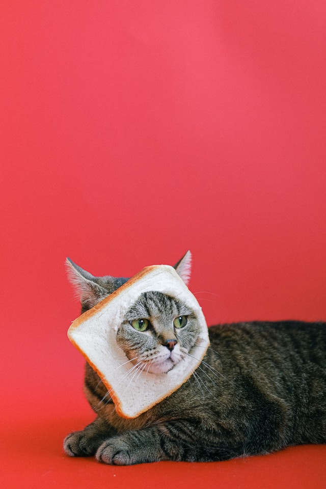 Mèo mang bánh mì sandwich lên đầu