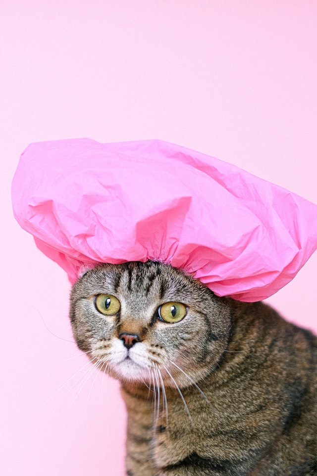 Hình mèo bựa chùm đầu bằng nilong