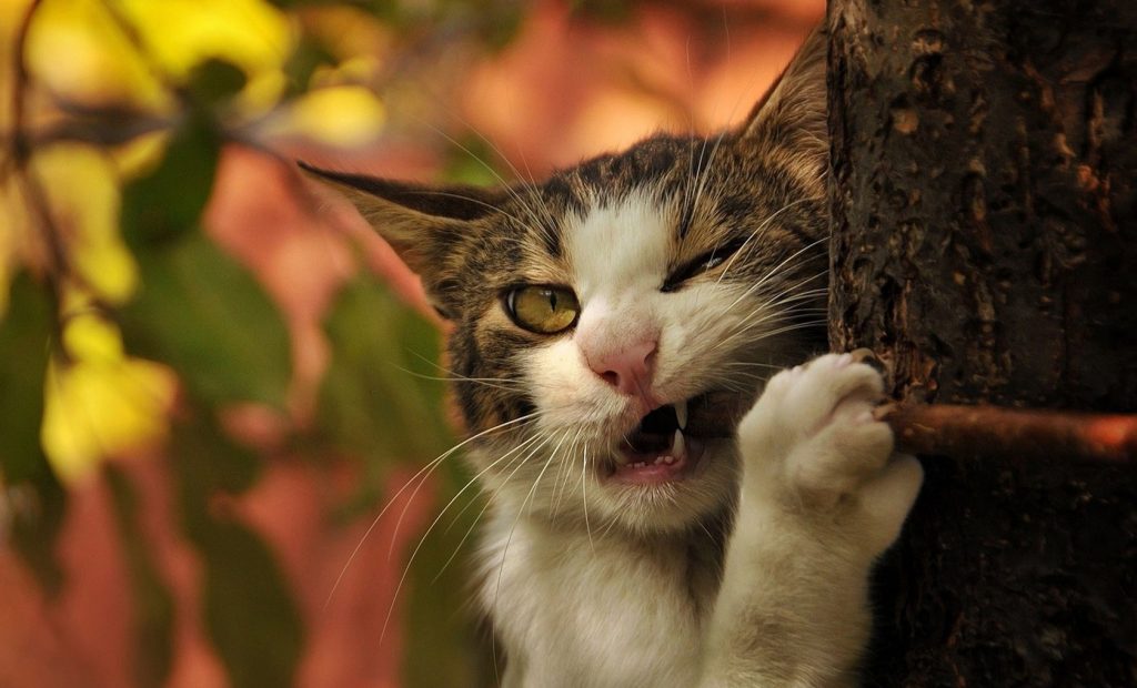 Chú mèo gặm cây