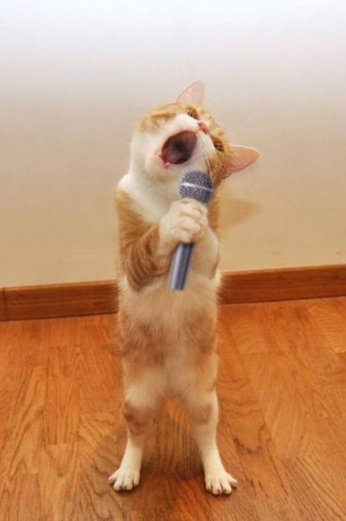 Mèo cầm mic hát karaoke